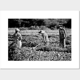 Field work. Myanmar. Posters and Art